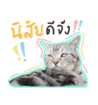 Fujisan : Funny crazy cat（個別スタンプ：19）