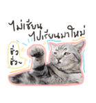 Fujisan : Funny crazy cat（個別スタンプ：20）