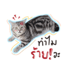 Fujisan : Funny crazy cat（個別スタンプ：23）