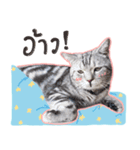 Fujisan : Funny crazy cat（個別スタンプ：29）