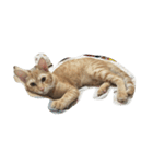 MoMo cat's（個別スタンプ：1）