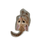 MoMo cat's（個別スタンプ：2）