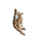 MoMo cat's（個別スタンプ：3）