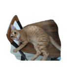 MoMo cat's（個別スタンプ：4）