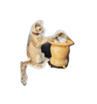 MoMo cat's（個別スタンプ：6）