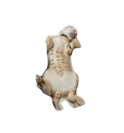 MoMo cat's（個別スタンプ：9）