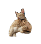 MoMo cat's（個別スタンプ：10）