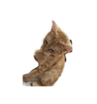 MoMo cat's（個別スタンプ：11）