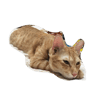 MoMo cat's（個別スタンプ：12）