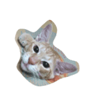 MoMo cat's（個別スタンプ：13）