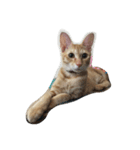 MoMo cat's（個別スタンプ：14）