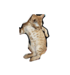 MoMo cat's（個別スタンプ：15）