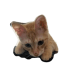 MoMo cat's（個別スタンプ：16）