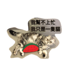i am a little cat（個別スタンプ：1）