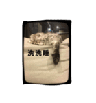 i am a little cat（個別スタンプ：2）
