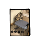 i am a little cat（個別スタンプ：3）