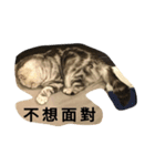 i am a little cat（個別スタンプ：4）