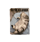 i am a little cat（個別スタンプ：5）