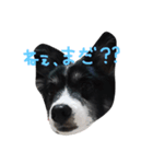 犬のスタンプ2（個別スタンプ：1）
