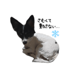犬のスタンプ2（個別スタンプ：2）