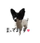 犬のスタンプ2（個別スタンプ：3）