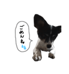 犬のスタンプ2（個別スタンプ：6）
