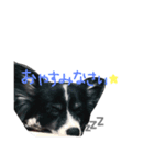 犬のスタンプ2（個別スタンプ：7）