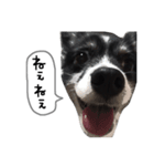 犬のスタンプ2（個別スタンプ：8）