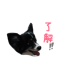 犬のスタンプ2（個別スタンプ：9）