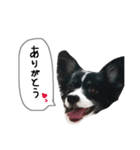 犬のスタンプ2（個別スタンプ：10）