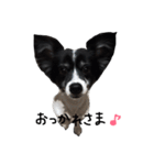 犬のスタンプ2（個別スタンプ：11）