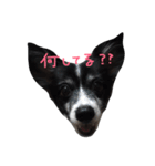犬のスタンプ2（個別スタンプ：12）