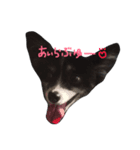 犬のスタンプ2（個別スタンプ：13）