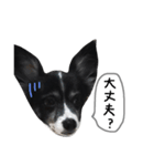 犬のスタンプ2（個別スタンプ：14）