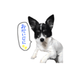 犬のスタンプ2（個別スタンプ：15）