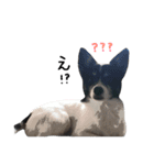 犬のスタンプ2（個別スタンプ：16）
