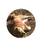 柴犬のあんずちゃん（個別スタンプ：16）