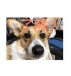 Stamp of Pembroke Welsh Corgi（個別スタンプ：1）