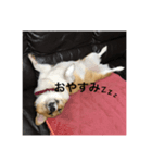 Stamp of Pembroke Welsh Corgi（個別スタンプ：2）