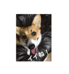 Stamp of Pembroke Welsh Corgi（個別スタンプ：3）