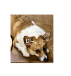 Stamp of Pembroke Welsh Corgi（個別スタンプ：4）