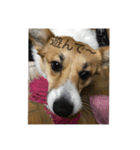 Stamp of Pembroke Welsh Corgi（個別スタンプ：5）