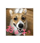 Stamp of Pembroke Welsh Corgi（個別スタンプ：6）