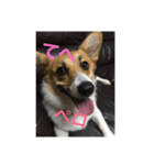 Stamp of Pembroke Welsh Corgi（個別スタンプ：7）