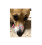 Stamp of Pembroke Welsh Corgi（個別スタンプ：8）