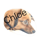 I am Chloe（個別スタンプ：10）