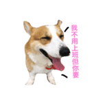 corgi_fat（個別スタンプ：1）