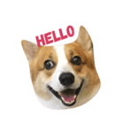 corgi_fat（個別スタンプ：3）
