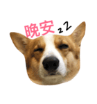 corgi_fat（個別スタンプ：4）