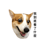 corgi_fat（個別スタンプ：5）